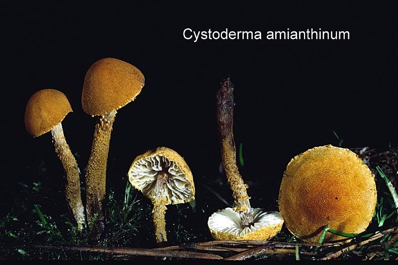 Cystoderma amianthinum-amf743.jpg - Cystoderma amianthinum ; Syn: Lepiota amianthina ; Nom français: Cystoderme furfuracé